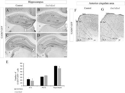 Interneuron Heterotopia in the Lis1 Mutant Mouse Cortex Underlies a Structural and Functional Schizophrenia-Like Phenotype